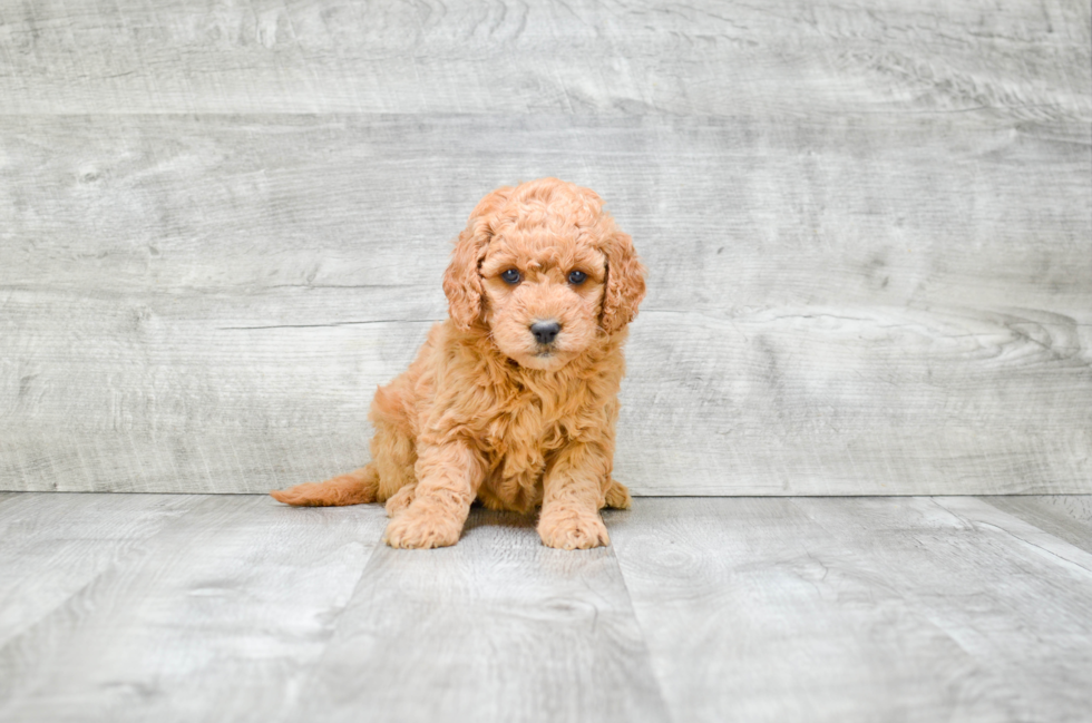 Mini Goldendoodle Puppy for Adoption