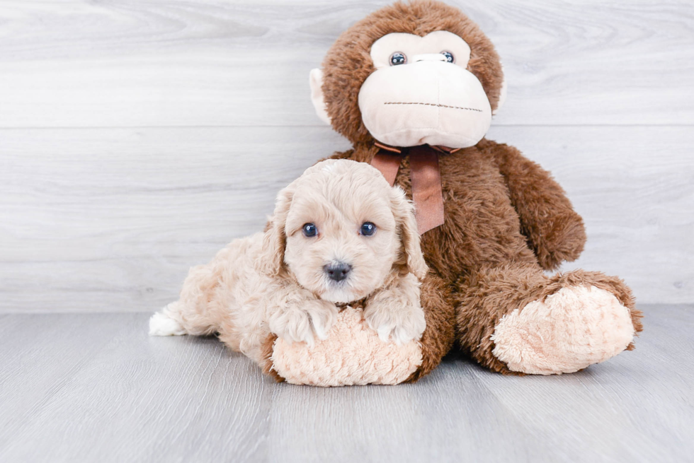 Cavapoo Pup Being Cute