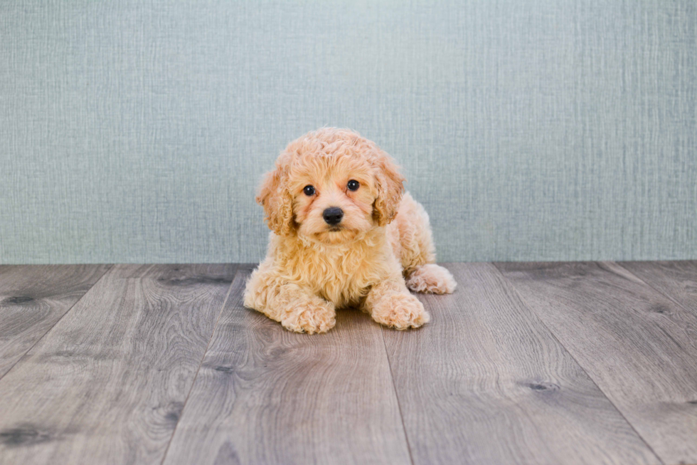 Mini Goldendoodle Puppy for Adoption