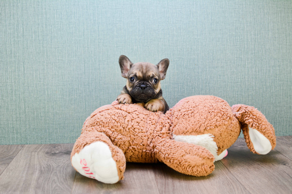 Hypoallergenic French Bulldog Baby