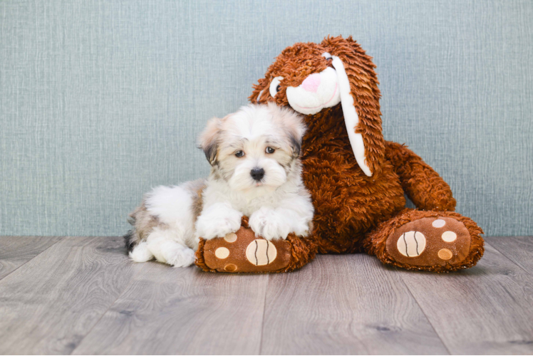Best Havanese Baby