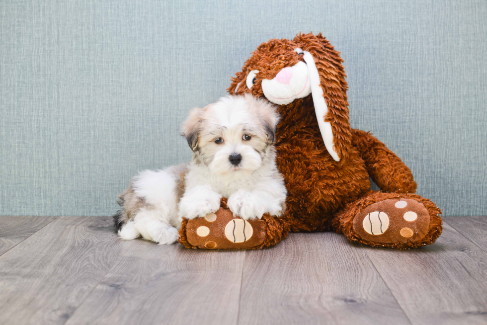Best Havanese Baby