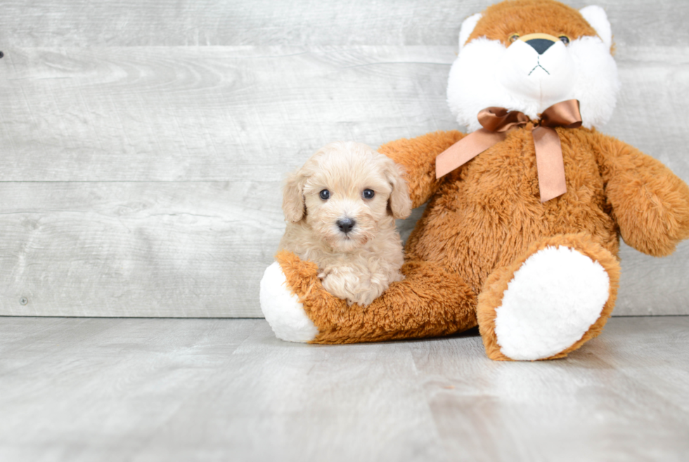 Best Cavapoo Baby