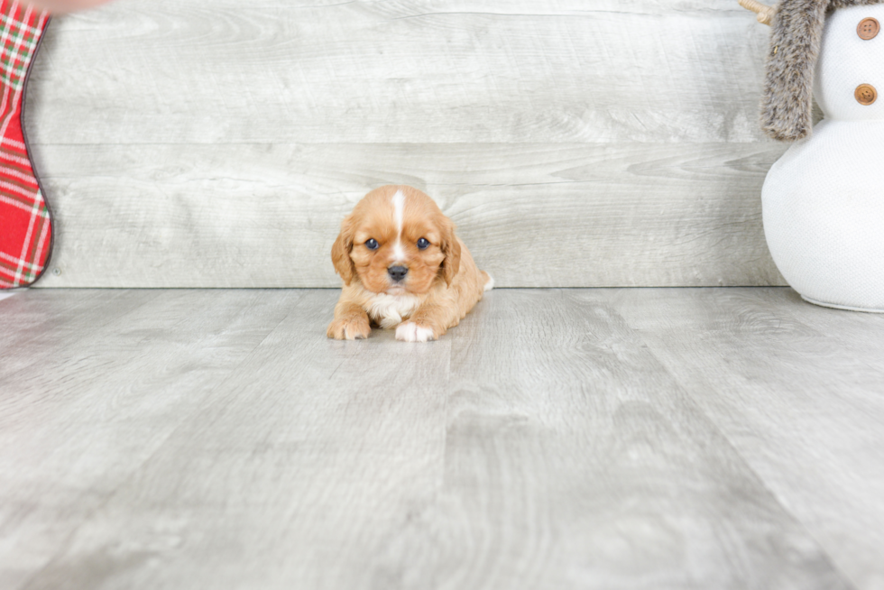 Little Cavalier King Charles Spaniel Baby