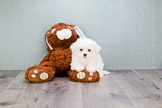 Maltese Pup Being Cute