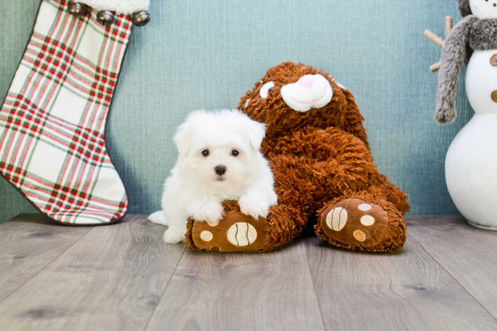 Happy Maltese Purebred Puppy