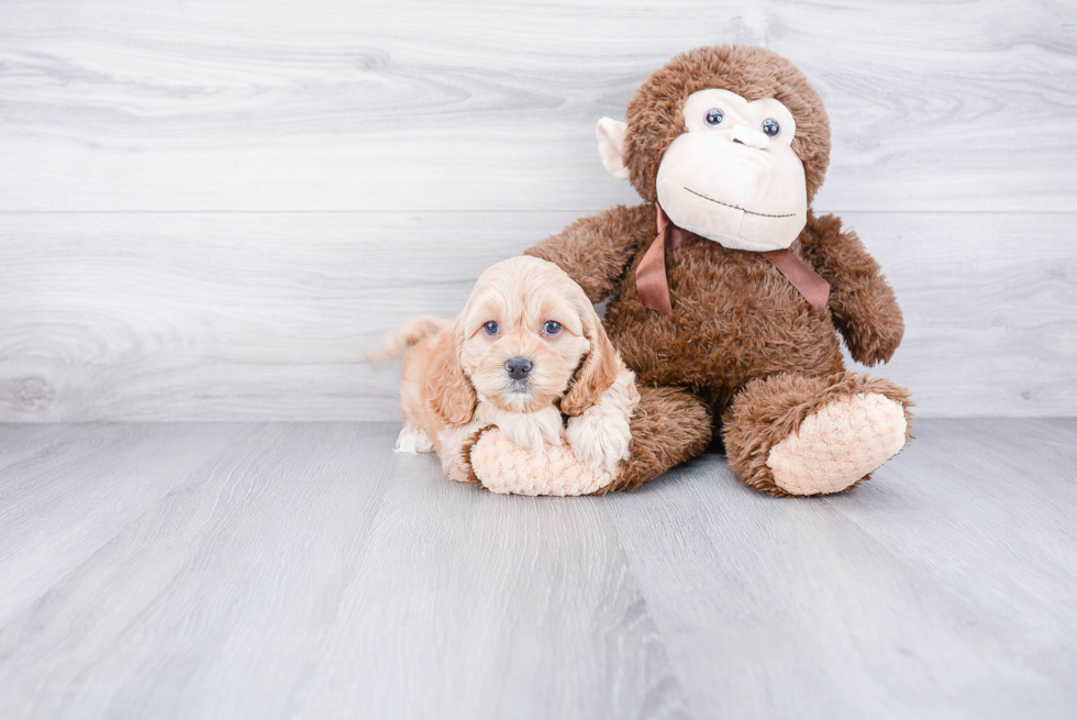 Cockapoo Pup Being Cute