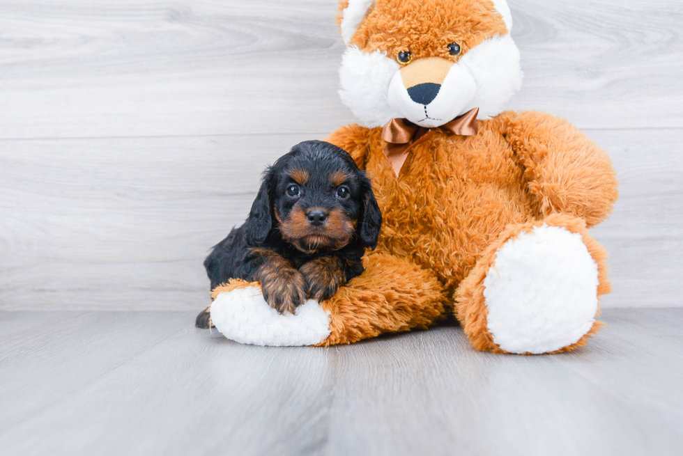 Energetic Cavoodle Poodle Mix Puppy