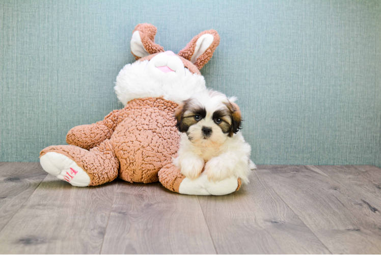 Fluffy Teddy Bear Designer Pup