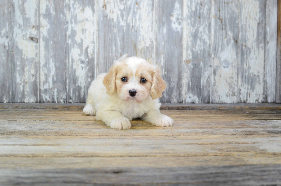 Best Cavachon Baby