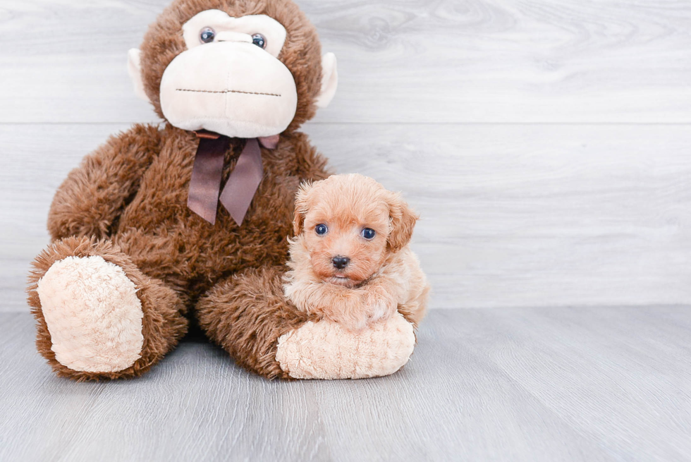 Fluffy Havanese Purebred Puppy