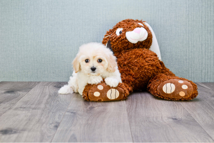 Energetic Cavalier Designer Puppy