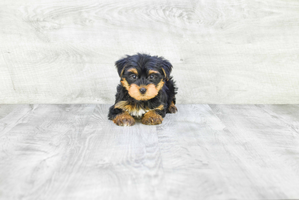 Meet Timmy - our Yorkshire Terrier Puppy Photo 