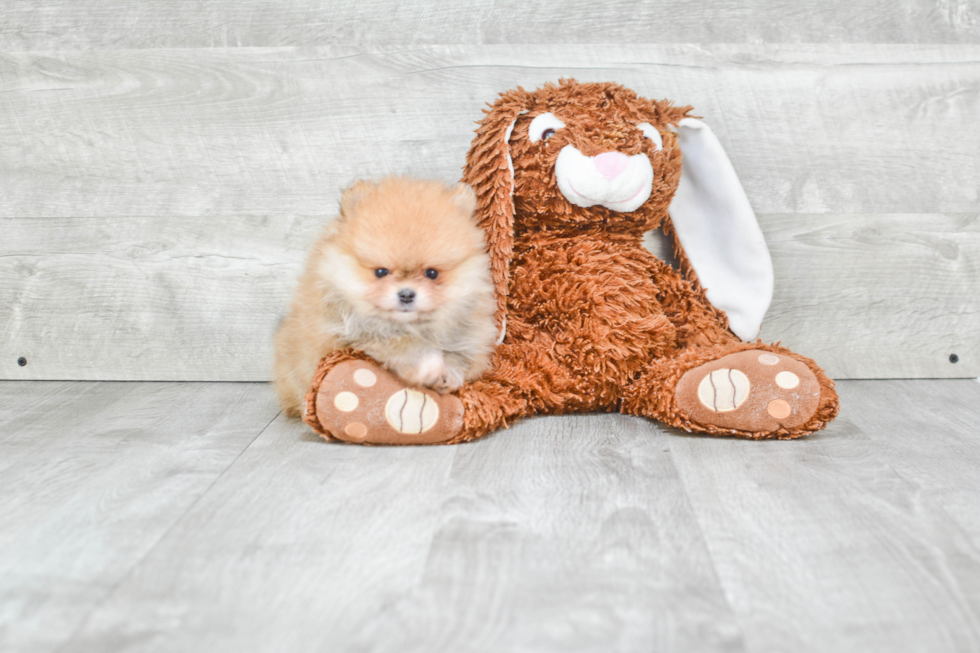 Funny Pomeranian Baby