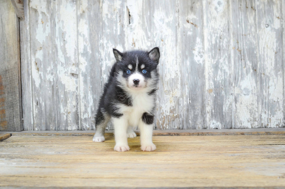 Petite Pomsky Designer Pup