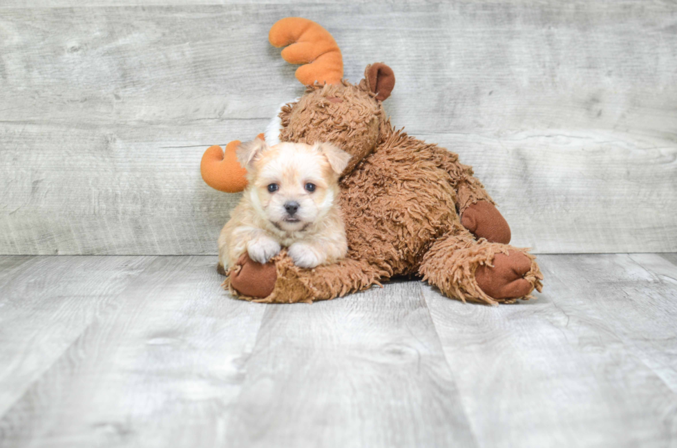 Morkie Pup Being Cute