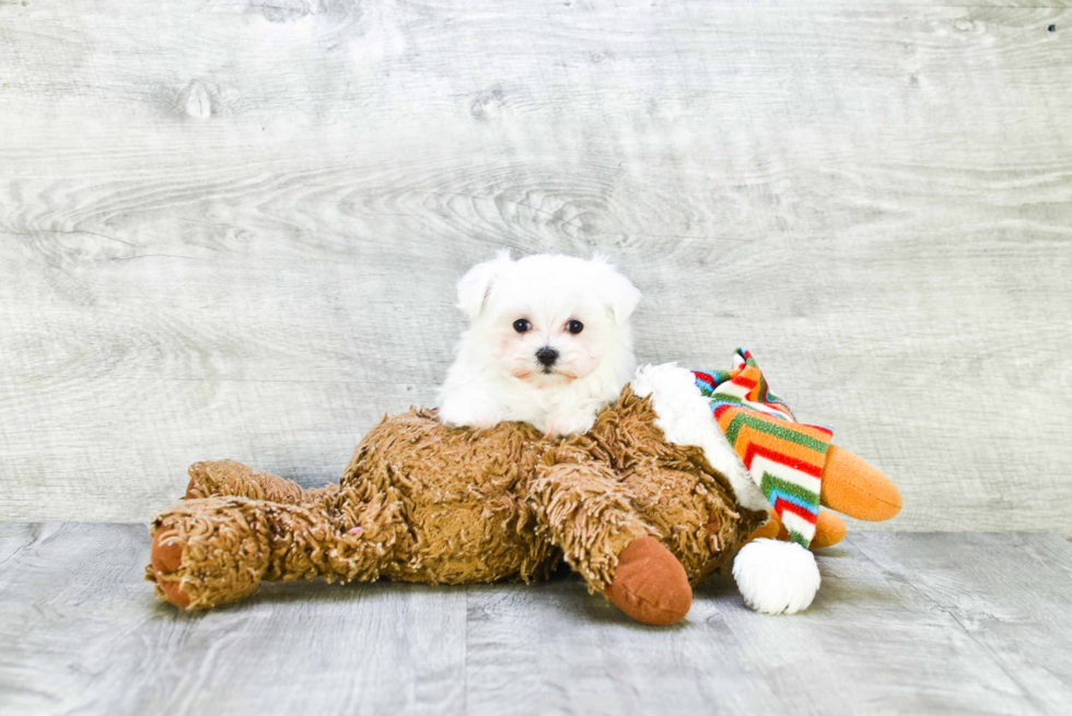 Hypoallergenic Maltese Purebred Pup