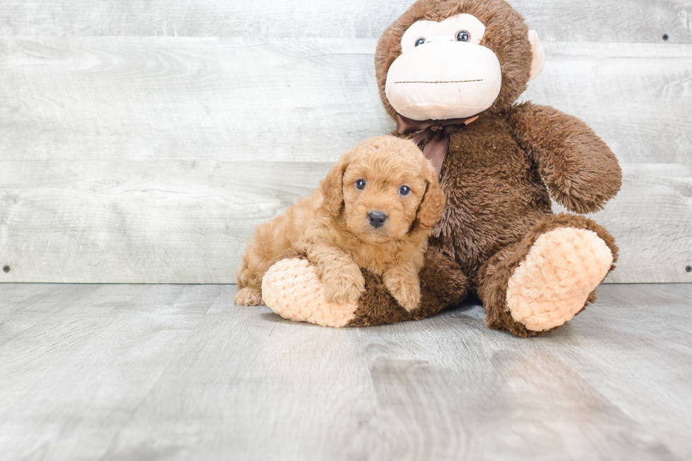 Funny Mini Goldendoodle Poodle Mix Pup