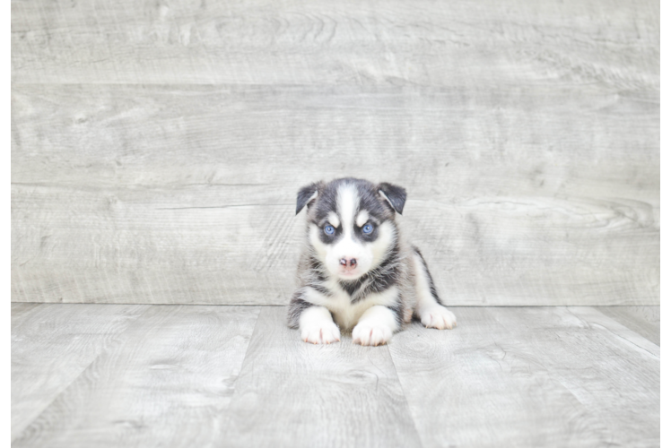 Friendly Pomsky Baby