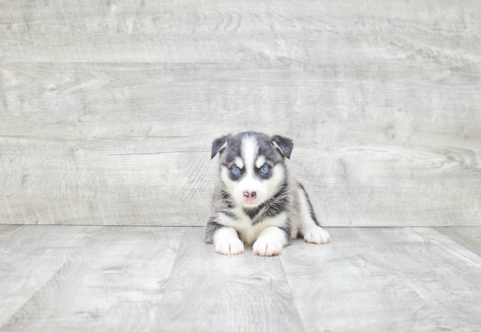 Friendly Pomsky Baby