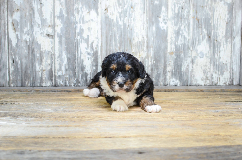 Sweet Mini Bernedoodle Baby