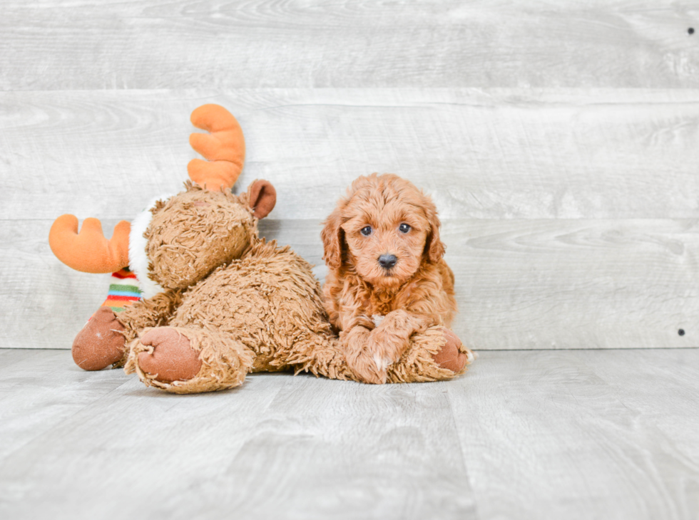 Cavapoo Pup Being Cute