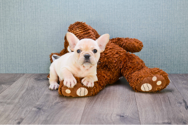 Funny French Bulldog Purebred Pup