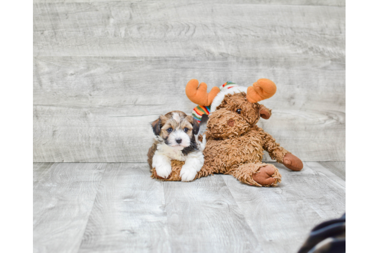 Adorable Havanese Purebred Puppy