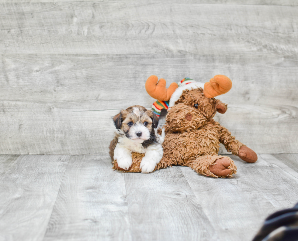 Adorable Havanese Purebred Puppy