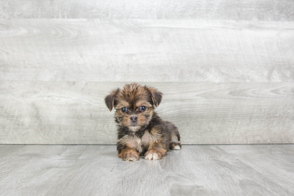 Friendly Shorkie Baby