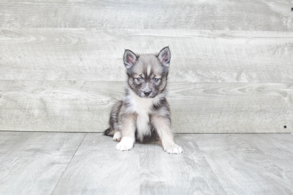 Pomsky Puppy for Adoption