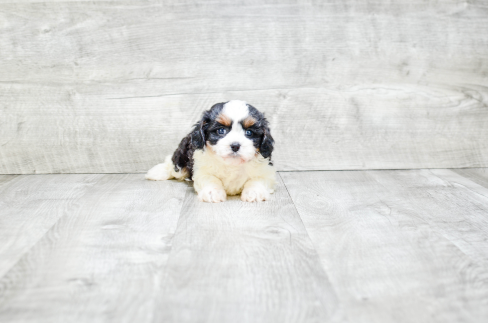 Best Cavapoo Baby