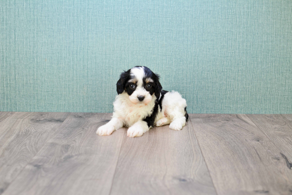 Playful Cavalier Designer Puppy