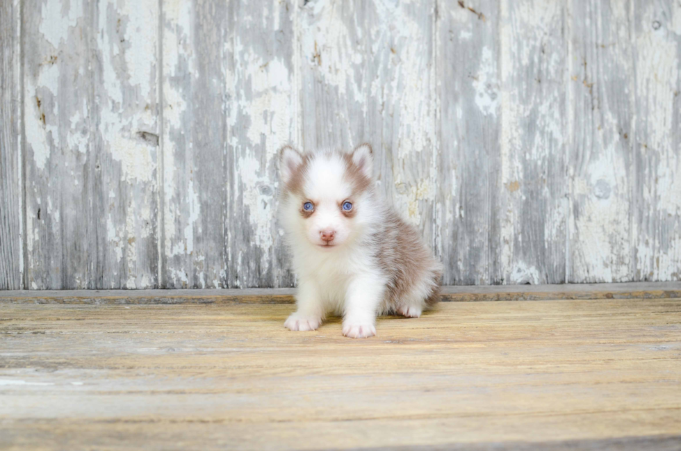 Best Pomsky Baby