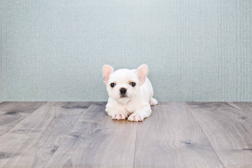 French Bulldog Puppy for Adoption