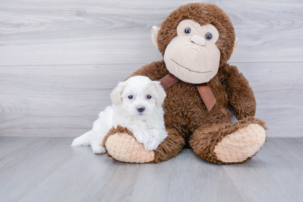 Maltipoo Pup Being Cute