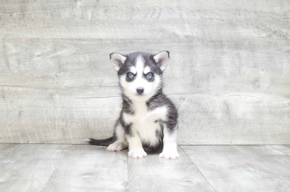 Hypoallergenic Mini Husky Designer Puppy