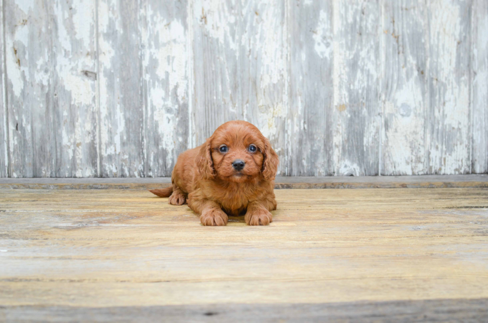 Cavapoo Puppy for Adoption