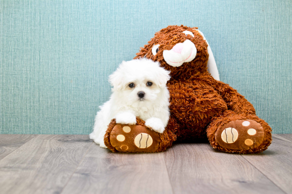 Little Maltese Purebred Pup