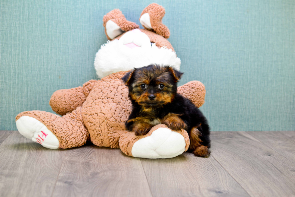 Meet Izzie - our Yorkshire Terrier Puppy Photo 