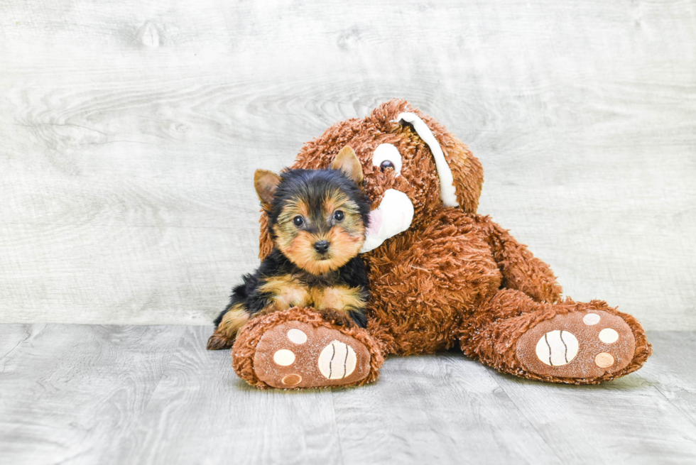 Meet Rascal - our Yorkshire Terrier Puppy Photo 