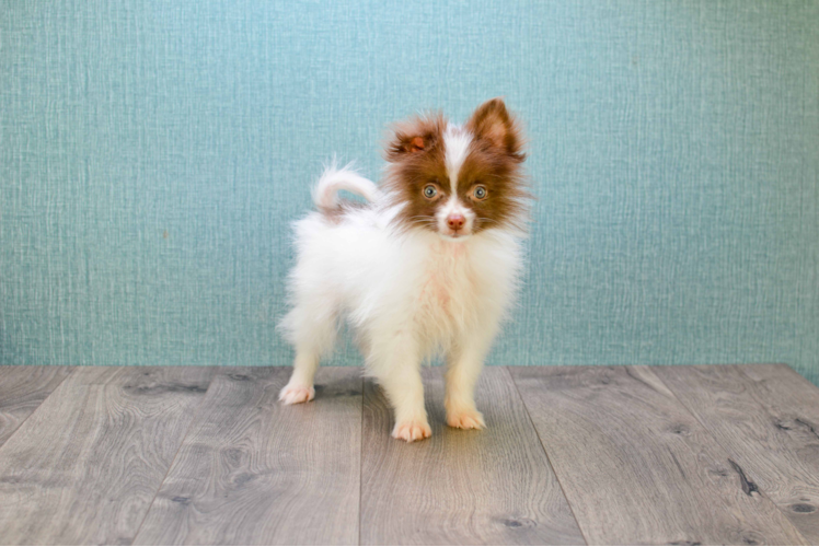 Pomsky Puppy for Adoption