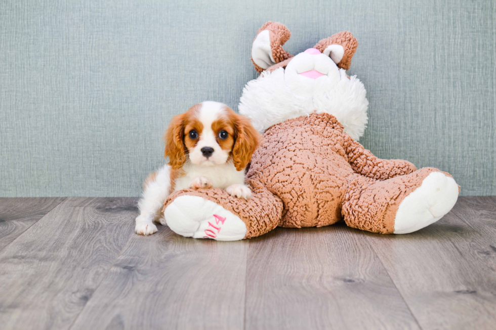 Cavalier King Charles Spaniel Puppy for Adoption