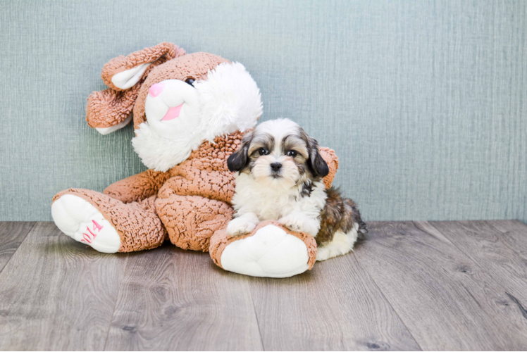 Popular Teddy Bear Designer Pup