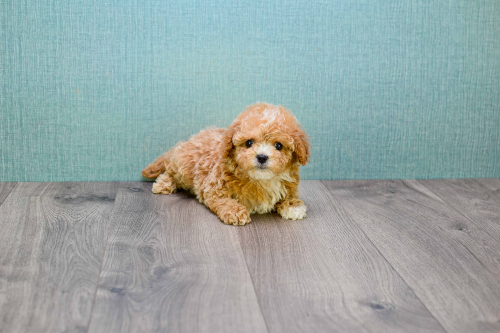 Little Cavoodle Poodle Mix Puppy