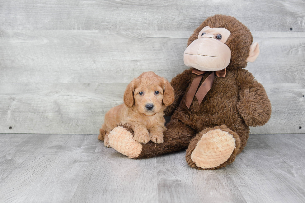 Best Mini Goldendoodle Baby