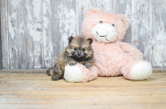 Hypoallergenic Pomeranian Purebred Pup