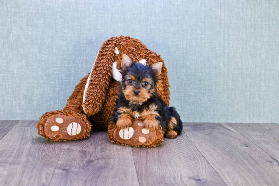 Meet Victoria - our Yorkshire Terrier Puppy Photo 