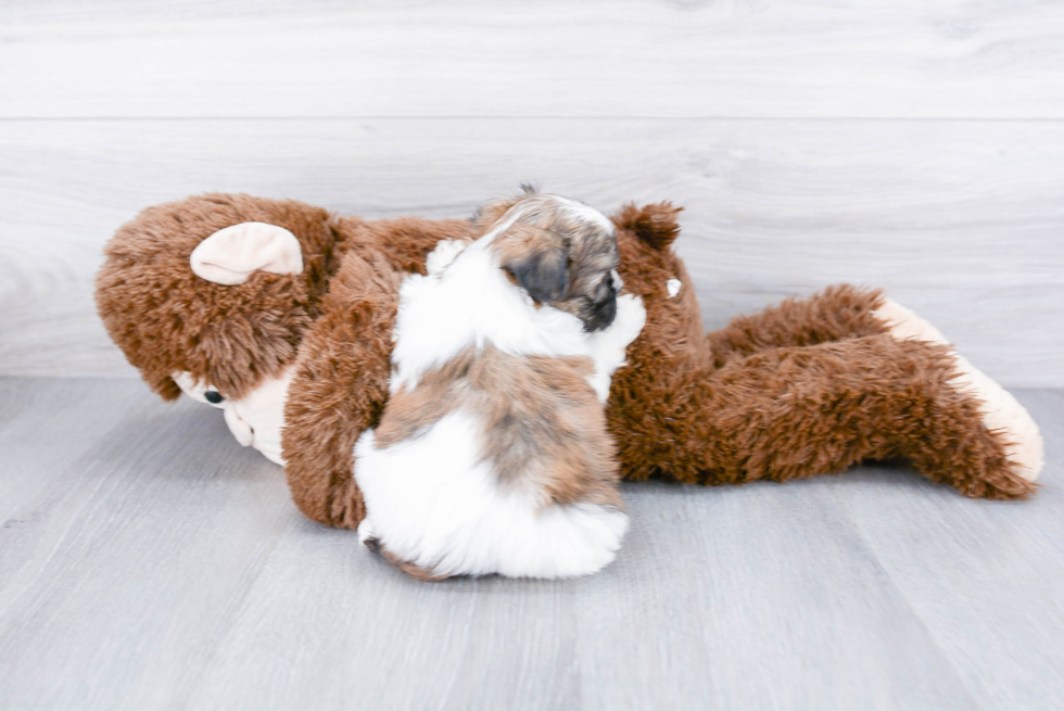 Cute Teddy Bear Baby