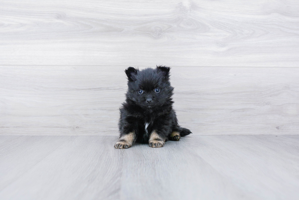 Pomeranian Pup Being Cute